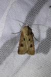 Agrotis exclamationis exclamationis