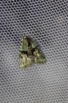 Cryphia algae