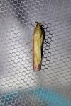 Oncocera semirubella