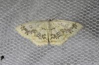 Cyclophora annularia