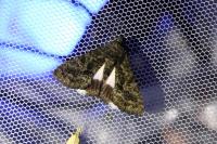 Catephia alchymista