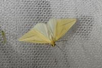 Rhodometra sacraria