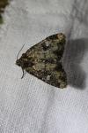 Mesapamea secalella/secalis