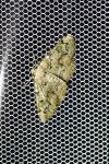 Cleorodes lichenaria