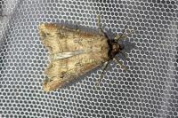 Agrotis ipsilon
