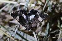 Tyta luctuosa
