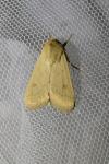 Mythimna vitellina