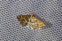 Diasemia reticularis
