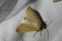 Mythimna pallens
