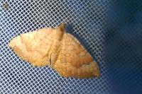 Camptogramma bilineata