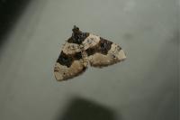 Cosmorhoe ocellata