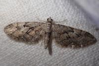 Eupithecia pusillata