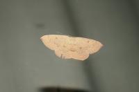 Cyclophora puppillaria