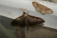 Cydalima perspectalis