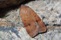 Noctua interposita