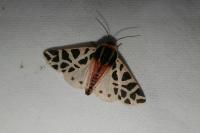 Cymbalophora pudica