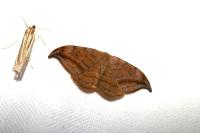Drepana curvatula