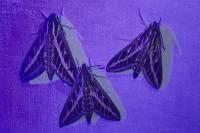 Hyles livornica