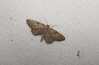 Idaea infirmaria