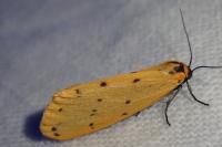 Setina irrorella irrorella