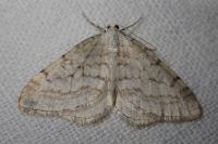 Mesotype verberata