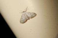 Idaea seriata
