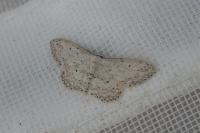 Idaea seriata