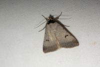 Lygephila craccae