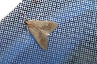 Mecyna asinalis
