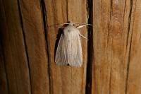Mythimna riparia
