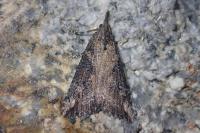 Hypena obesalis
