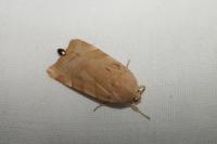 Noctua fimbriata/tirrenica