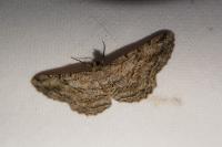 Peribatodes rhomboidaria rhomboidaria