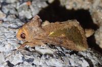 Thysanoplusia orichalcea