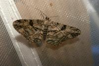 Peribatodes rhomboidaria rhomboidaria