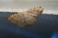 Scopula submutata roseonitens