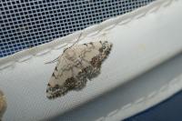 Scopula decorata