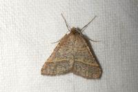 Perigune narbonea