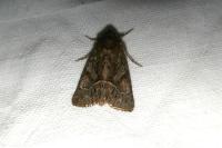 Thalpophila matura