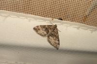 Perizoma bifaciata