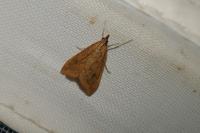Udea ferrugalis