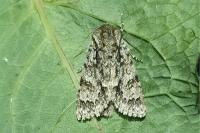 Acronicta auricoma