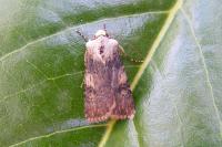 Agrotis puta