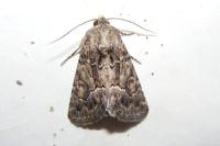 Thalpophila matura