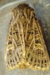 Tholera decimalis