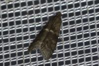 Apomyelois bistriatella