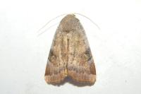 Noctua janthe/janthina