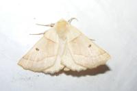 Crocallis elinguaria