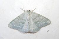 Pseudoterpna pruinata