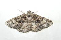 Peribatodes ilicaria ilicaria